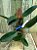 cattleya walkeriana coerulea " MARIMBONDO " LACRE F 1510154 PLANTA COM AVARIAS - Imagem 1