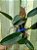 cattleya walkeriana coerulea " MARIMBONDO " LACRE F 1510154 PLANTA COM AVARIAS - Imagem 2