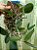 Cattleya walkeriana coerulea "Marimbondo" Lacre 1510152 planta com avarias - Imagem 2