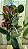 Cattleya walkeriana coerulea "Marimbondo" Lacre 1510152 planta com avarias - Imagem 1