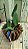 Cattleya Walkeriana Coerulea " Celebridade x Marimbondo" planta com avarias Lacre F 1510151 - Imagem 1