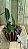 Cattleya Walkeriana Coerulea " Celebridade x Marimbondo" planta com avarias Lacre F 1510151 - Imagem 2