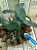 Cattleya Nobilior tipo" BU" com avarias Lacre F 1510172 - Imagem 1