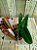 Cattleya Nobilior Akemi Planta com avarias Lacre 00383056 - Imagem 1