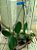 Cattleya Nobilior "Suave x Alba x Amaliae planta com avarias Lacre F 1510171 - Imagem 1