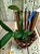 Cattleya Nobilior Akemi Planta com avarias Lacre F 1510170 - Imagem 1