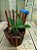 Cattleya Nobilior Akemi planta com avarias Lacre F 1510169 - Imagem 1