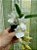 Roriguezia Vesnuta planta adulta - Imagem 1