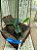 CATTLEYA MESQUITAE " DIOGO " planta com avarias Lacre F 1510165 - Imagem 1