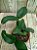 Cattleya Nobilior tipo Aroeira planta com avarias Lacre F 1510131 - Imagem 1