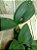 Cattleya Nobilior tipo Aroeira planta com avarias Lacre F 1510131 - Imagem 2