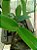 Cattleya walkeriana tipo "Faceira" Planta com avarias Lacre F 1510349 - Imagem 2