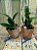 Kit com duas cattleya walkeriana tipo e coerulea plantas com avarias Lacre E 6015424 e F  1510348 - Imagem 1