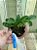 Cattleya Aclandiae Tipo "Coco Bongo x  M .Severina" planta com avarias Lacre F 1510347 F - Imagem 1