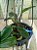 Cattleya Walkeriana Coerulea " Celebridade x Marimbondo" planta com avarias Lacre F 1510356 - Imagem 1