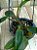 Cattleya Walkeriana Coerulea " Celebridade x Marimbondo" planta com avarias Lacre F 1510356 - Imagem 2