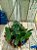 Cattleya Nobilior " Alba x Suave// Nobilior Amaliae plantas com avarias Lacre F 0075389 e Lacre F1510116 - Imagem 1