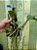 Cattleya Nobilior " Alba x Suave// Nobilior Amaliae plantas com avarias Lacre F 0075389 e Lacre F1510116 - Imagem 2
