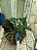 Cattleya walkeriana tipo  adulta " Dayane Wenzel x  Heitor"  Lacre F1510142 cattleya Nobilior Amaliae Lacre F 1510139 plantas com avarias - Imagem 1