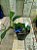 Cattleya walkeriana Alba Suzuki -  Lacre F 1510145 planta com avarias - Imagem 1