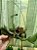 Cattleya Walkeriana Coerulea " Celebridade x Marimbondo" planta com avarias Lacre F 1510144 e cattleya Nobilior Amaliae Lacre F 1510143 planta com avarias - Imagem 1