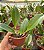 Blc. Chia Lin 'New City' PLANTA ADULTA - Imagem 1