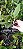 Cattleya Aclandiae" Cocobongo x Aurea" - Imagem 2