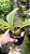 Paphinia Neudeckeri planta adulta - Imagem 2