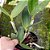 Cattleya Loddigesii " aquini" planta adulta - Imagem 2