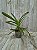 VANDA BANJONG SKY BLUE " AZUL " ( PRE ADULTA ) - Imagem 1