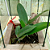 Cattleya  Walkeriana tipo " Tuta x Carlota" Lacre vermelho F 3124555 - Imagem 3