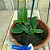Cattleya Aclandiae Albescens x Alba " O.I " Lacre Azul F 1509673 - Imagem 2