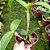Cattleya Purpurata x Cattleya Violacia - Imagem 2