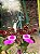 Cattleya Aclandiae" Cocobongo x Itaparica "  adulta - Imagem 1