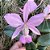 CATTLEYA WALKERIANA  VINICOLOR " ZÉ LUIZ " X  HELENA LABELOIDE PLANTA ADULTA - Imagem 3