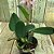 CATTLEYA WALKERIANA  VINICOLOR " ZÉ LUIZ " X  HELENA LABELOIDE PLANTA ADULTA - Imagem 2