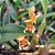 Bulbophyllum Pteroglossum planta adulta - Imagem 1