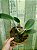 Cattleya walkeriana flamea 'Terra da Gloria' x 'Puanani' 4n - Imagem 2