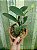 Cattleya walkeriana flamea 'Terra da Gloria' x 'Puanani' 4n - Imagem 3
