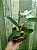 Cattleya walkeriana flamea 'Terra da Gloria' x 'Puanani' 4n - Imagem 4