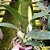 Cattleya Irene Finny 'Spring Bounty' - Adulta - Imagem 2