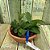 Cattleya aclandiae " albescens x oxente " Lacre Azul 97167417 - Imagem 3