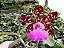 Cattleya aclandiae " albescens x oxente " Lacre Azul 97167417 - Imagem 1