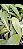 Phalaenopsis Hieroglyphica planta adulta - Imagem 2