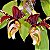 STANHOPEA  TIGRINA  PLANTA ADULTA - Imagem 1