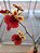 Orquídea Oncidium Equitante / Tolumnia ( LARANJA ) - Imagem 1