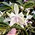 PHALAENOPSIS TETRASPIS ALBA ( PRE ADULTA ) - Imagem 1