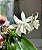 PHALAENOPSIS TETRASPIS ALBA ( PRE ADULTA ) - Imagem 4