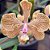 Encyclia Fowley planta adulta - Imagem 1