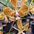 Encyclia Fowley planta adulta - Imagem 2